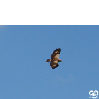 گونه عقاب خالدار کوچک Lesser Spotted Eagle